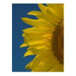 Vertical Sunflower Postcard