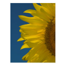 Vertical Sunflower Postcard