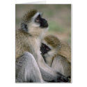 Vervet Monkey Nursing cards