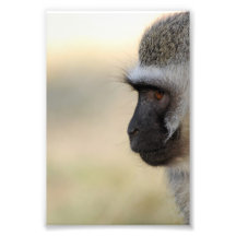 Vervet Monkey Photographic Print