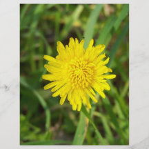 Very Pretty Dandelion Full Color Flyer