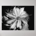 Very Symmetrical Plant, Oahu posters