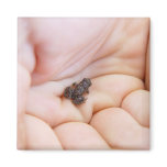 Very Tiny Black Frog About Size Of Fly In The Hand magnets