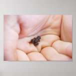Very Tiny Black Frog About Size Of Fly In The Hand Print