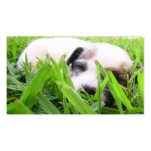 Veterinarian & Kennel Business Card - Jack Russell