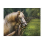 Veterinarian - White Stallion