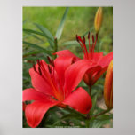 vibrant beauty - by W. Michael Ley - ... posters