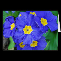 Vibrant Blue cards