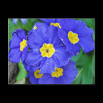 Vibrant Blue postcards
