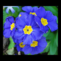 Vibrant Blue posters