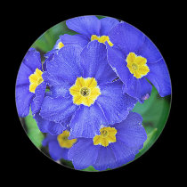 Vibrant Blue magnets
