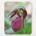 Vibrant Lady Slipper Flower Photo Mousepad