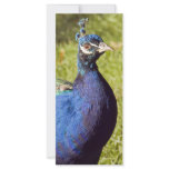 Vibrant Peacock rack cards