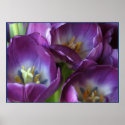 Vibrant Purple Tulips posters