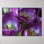 Vibrant Purple Tulips posters
