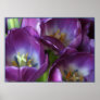 Vibrant Purple Tulips Print