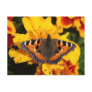 Vibrant Wings Postcard