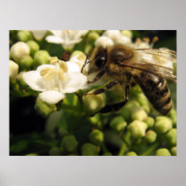 Viburnum Poster