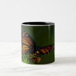 Vice Roy Butterfly Coffee Mugs