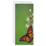 Viceroy butterfly on Dense blazingstar rack cards