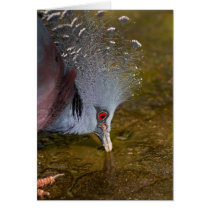 Victoria Crowned Pigeon Card