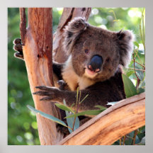Victorian Koala Print