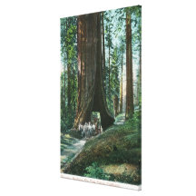 View of Horse Carriage Under Wawona Tree Canvas Print