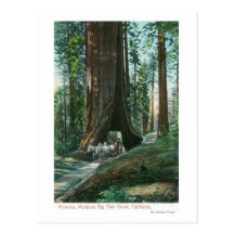 View of Horse Carriage Under Wawona Tree Post Cards
