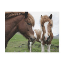 View of Horse, close-up Post Cards