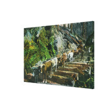 View of Ox-Teams Hauling Logs Gallery Wrap Canvas