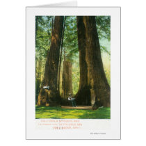 View of Redwood Twins at Big Tree Grove Cards