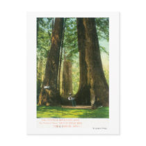 View of Redwood Twins at Big Tree Grove Post Card