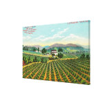 View of the Giersberg VineyardNapa, CA Stretched Canvas Print