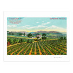 View of the Giersberg VineyardNapa, CA Post Card