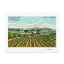 View of the Giersberg VineyardNapa, CA Post Card