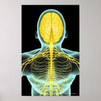 View of the nerves in the upper body from above poster