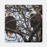 Vigilant Bald Eagles Magnet