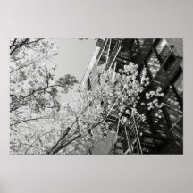 Village Cherry Blossoms Posters
