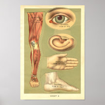 Vinatge 1901 Human Anatomy Print