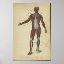Vinatge Anatomy Print Muscles