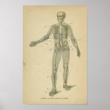 Vinatge Anatomy Print Skeleton