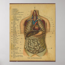 Vinatge German Anatomy Print Internal Organs