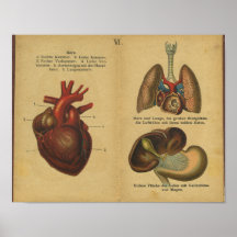 Vinatge German Anatomy Print Internal Organs