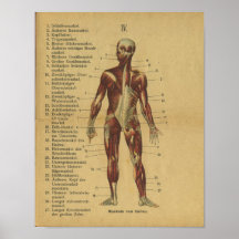 Vinatge German Anatomy Print Muscles