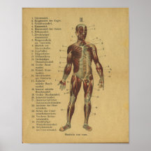 Vinatge German Anatomy Print Muscles