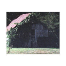 Vines on Barn Canvas Prints