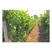 Vines trained high on wires supported by