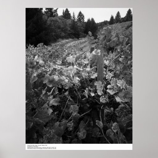 Vineyard and Hills, Draper Vineyard, 1966 Poster