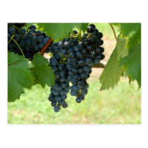 Vineyard Grapes Post Cards