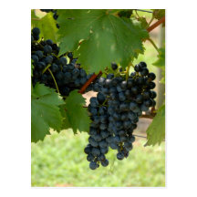 Vineyard Grapes Postcard